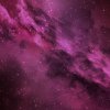 pink-cosmos.jpg